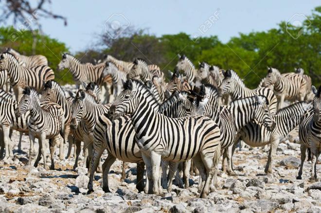 2020030814054839374904-troupeau-de-zebres-dans-le-parc-national-d-etosha.jpg