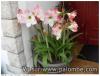 amarilys en fleurs