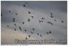 migration 2014
