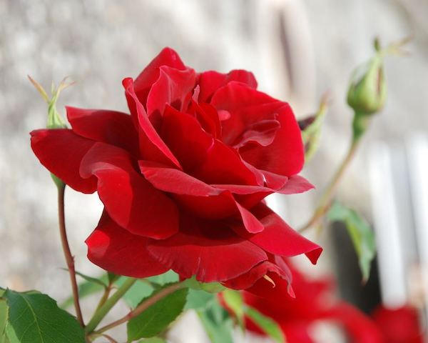 20230513094318rose_rouge-azur-roses-600.jpg
