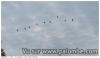 grues