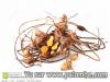 Rhizome