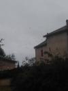 Hirondelle