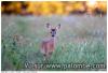 Bambi