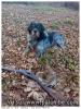 la première enfin... bien joué mon chien