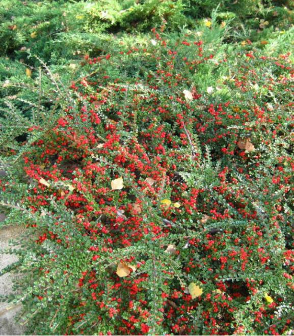 20230314110730cotoneaster-horizontalis.jpg