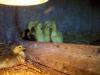 Saturnin