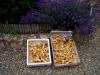 Girolles