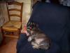 Vie de chien