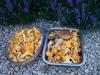 Girolles