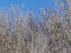 Bleue sur blanc