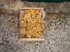 Girolles
