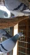 Pigeon