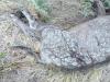 Sanglier