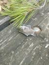 Chauve souris
