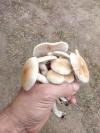 Pibouls ...