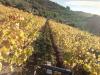 Labour d'automne....