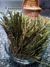 asperges d'avril