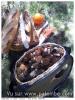 morilles