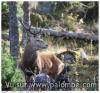 Le roi de la forêt