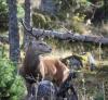 Le roi de la forêt