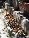 morilles