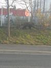 Sanglier