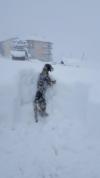 setter au balcon