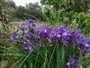 iris sous la pluie ...