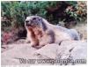 marmotte