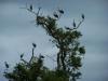 cigogne en migration