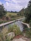 sanglier au bain