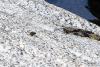Marmotte
