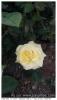 Rose ou jaune