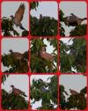 Palombe