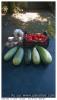 tomates