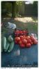 jardinage