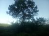 Arbre de pose naturel
