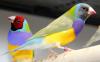 diamants de gould