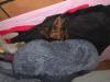 Hibernation