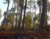 LES LANDES