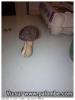 Champignon
