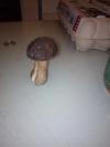 Champignon