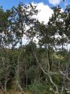 Pont suspendu