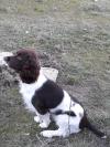 Mon compagnon