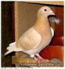 pigeon couleur isabelle