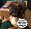 VIE de CHIEN