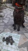 Recherche Truffe d été