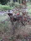 Prunus pour a l eau de vie: pas toucher !!!