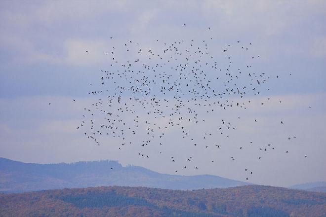 20201025170237800px-wood_pigeon_migration.jpg